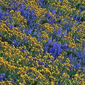 USA, Washington State, Columbia Hills State Park. Wildflowers bloom on hillside. Credit as