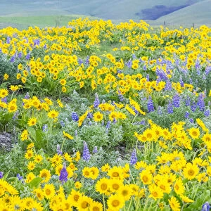 USA, Washington State, Dalles Mountain State Park springtime blooming Lupine