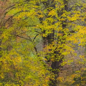 Easton Fall Colors Big Leaf Maple Print Easton Fall Colors Big Leaf Maple Print