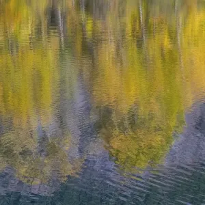 USA Washington State Easton Cottonwood Reflection Print USA Washington State Easton Cottonwood Reflection Print