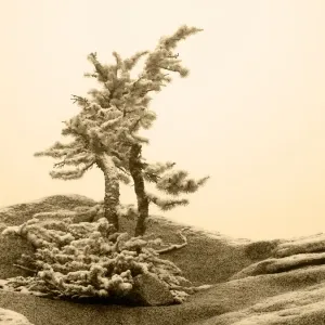 USA, Washington State. Enchantment lakes, larch trees and snow