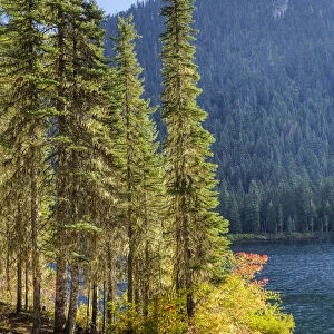 USA, Washington State. Evergreens standing tall with Cooper Lake and Autumn color