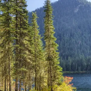 Cooper Lake Evergreens Print