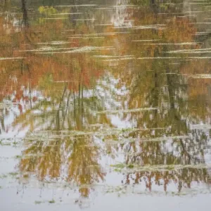 USA, Washington State, Fall City and fall colored trees in reflection Snoqualmie River