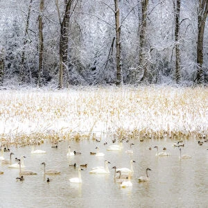 USA, Washington State, Fall City flooded pond with winters fresh snow