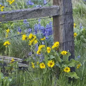 USA, Washington State Print: Spring Wildflowers Along a Fence Line USA, Washington State Print: Spring Wildflowers Along a Fence Line