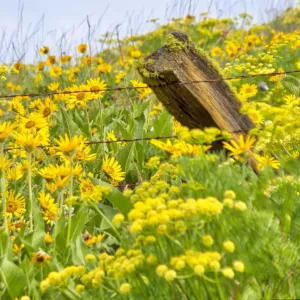 USA Washington State Print: Fence line with wildflowers USA Washington State Print: Fence line with wildflowers