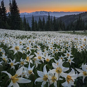 USA, Washington State. Field of Avalanche Lily (Erythronium montanum) in subalpine