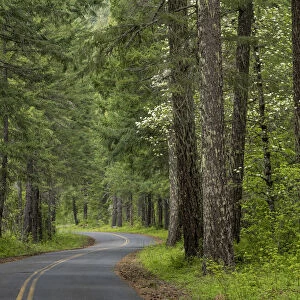 USA, Washington State, Gifford Pinchot National Forest. Road through forest. Credit as