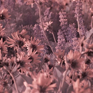 USA, Washington State. Infrared capture wildflowers in bloom