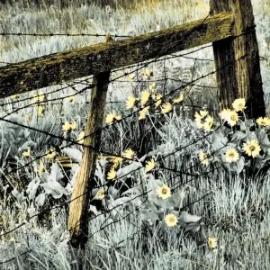 Infrared Print of Washington State Fence Line with Wildflowers Infrared Print of Washington State Fence Line with Wildflowers