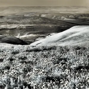 USA Washington State Infrared Print of Spring Wildflowers and Hills USA Washington State Infrared Print of Spring Wildflowers and Hills