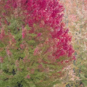 USA, Washington State, Issaquah with fall colored Maple trees along downtown roads