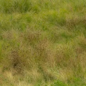 USA, Washington State, Issaquah and grassy field