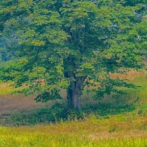 USA, Washington State, Issaquah lone Big Leaf Maple tree in grassy field