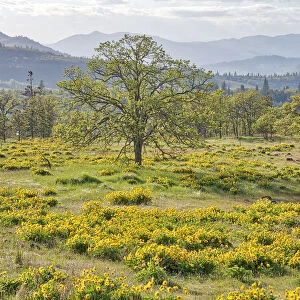 USA, Washington State. Lone Oak Tree in field of wildflowers