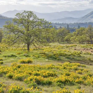 USA Washington State Print: Lone Oak Tree in Field of Wildflowers USA Washington State Print: Lone Oak Tree in Field of Wildflowers
