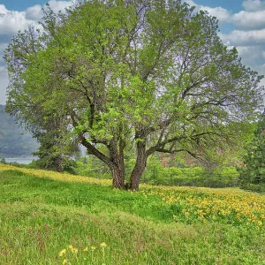 USA, Washington State. Lone oak tree in wildflowers USA, Washington State. Lone oak tree in wildflowers
