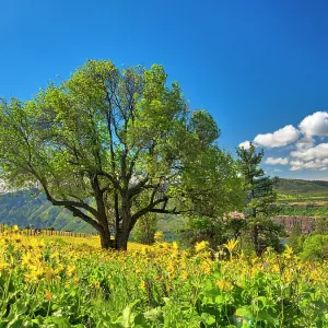 USA, Washington State. Lone oak tree in wildflowers USA, Washington State. Lone oak tree in wildflowers