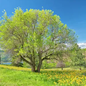 USA, Washington State. Lone oak tree in wildflowers USA, Washington State. Lone oak tree in wildflowers