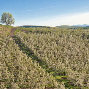 USA, Washington State. Lone tree on hillside of orchard of apples