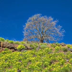 USA Washington State Print: Lone Tree Amidst Spring Wildflowers on Hillside USA Washington State Print: Lone Tree Amidst Spring Wildflowers on Hillside
