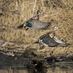 USA, Washington State. A male and female Wood Duck (Aix sponsa) take flight. Seattle