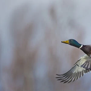 USA. Washington State. Male Mallard (Anas platyrhynchos) in flight