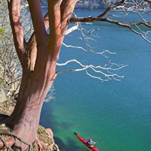 USA, Washington State. Male sea kayaker paddling beneath Madrona tree (Arbutus menziesii)