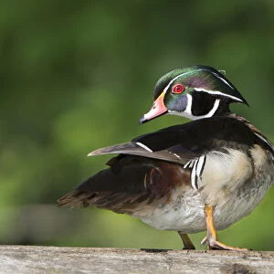 USA, Washington State. Male Wood Duck (Aix sponsa) preens while perched on a log