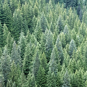 USA, Washington State, Mt Rainier NP. Dense conifer forest fills the Tatoosh Wilderness