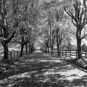USA, Washington State, North Bend black and White maple tree lined driveway