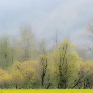 USA, Washington State, North Bend Cottonwood and Willow trees in fall colors