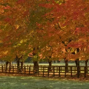 USA, Washington State, North Bend fence and tree lined driveway in fall colors