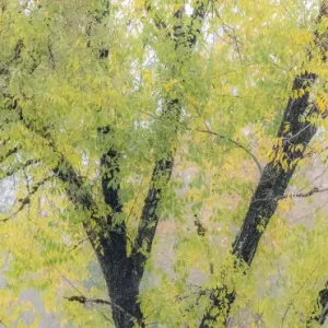 USA, Washington State, North Bend tree trunks and golden autumn leaves
