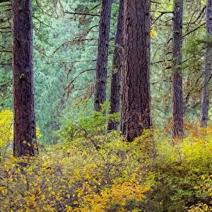 USA, Washington State, off Highway 97 Ponderosa Pine with Golden Carpet below