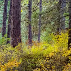 USA, Washington State, off Highway 97 Ponderosa Pine with Golden Carpet below