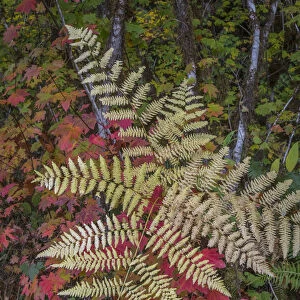 USA, Washington State, Olympic National Forest. Bracken fern and vine maple. Credit as