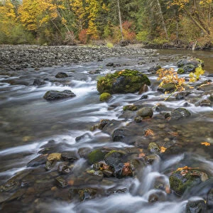 USA, Washington State, Olympic National Forest. Fall forest colors and Hamma Hamma River
