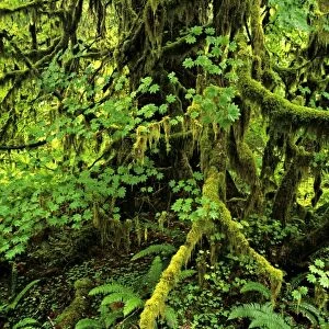 USA, Washington State, Olympic National Forest. Giant conifer, moss and lush foliage