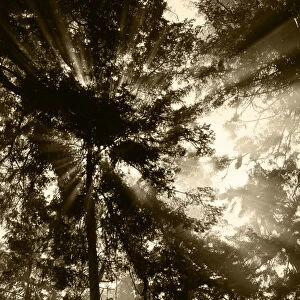 USA, Washington State, Olympic National Park, Sunbeam passing through trees