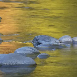 USA, Washington State, Olympic National Park. Golden river reflections from sunlit maple trees USA, Washington State, Olympic National Park. Golden river reflections from sunlit maple trees