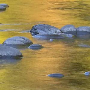 USA, Washington State, Olympic National Park. Golden river reflections from sunlit maple trees USA, Washington State, Olympic National Park. Golden river reflections from sunlit maple trees