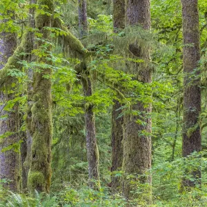 USA, Washington State, Olympic National Park USA, Washington State, Olympic National Park