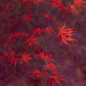 USA, Washington State, Pacific Northwest, Sammamish and red Japanese Maple leaves
