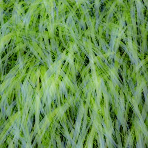 USA, Washington State, Pacific Northwest Sammamish with green grasses