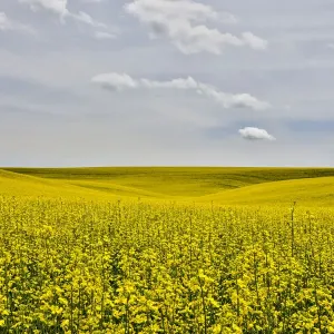 USA, Washington State, Palouse. Canola field in Pullman