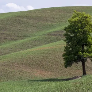 Lone Tree Print, Palouse Landscape