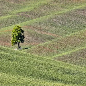 USA, Washington State, Palouse Print: Single Tree in a Field