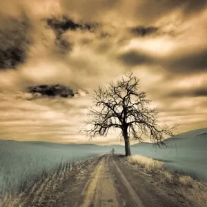 USA, Washington State, Palouse. Infrared of lone tree along side country road